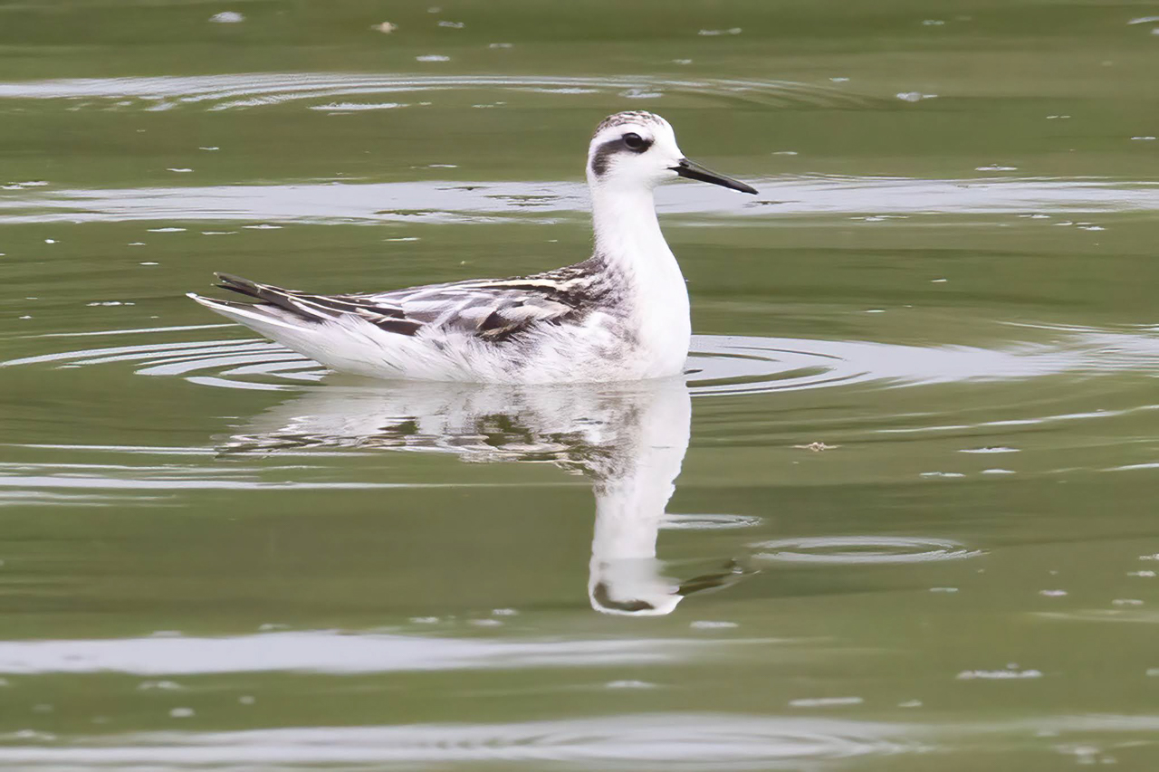 Red-necked Phalarope