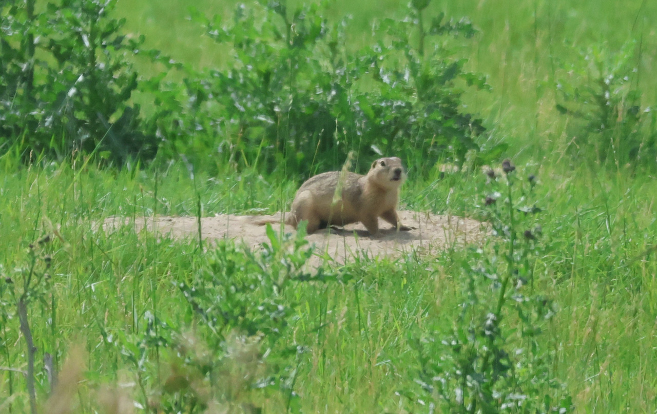Richardson's Ground Squirrel