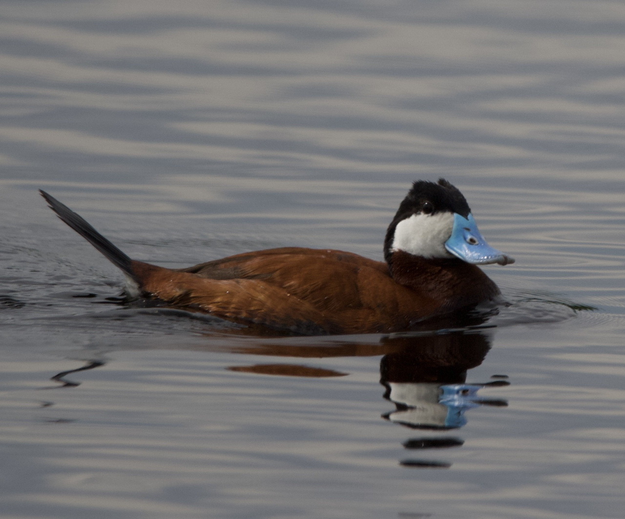 Ruddy Duck