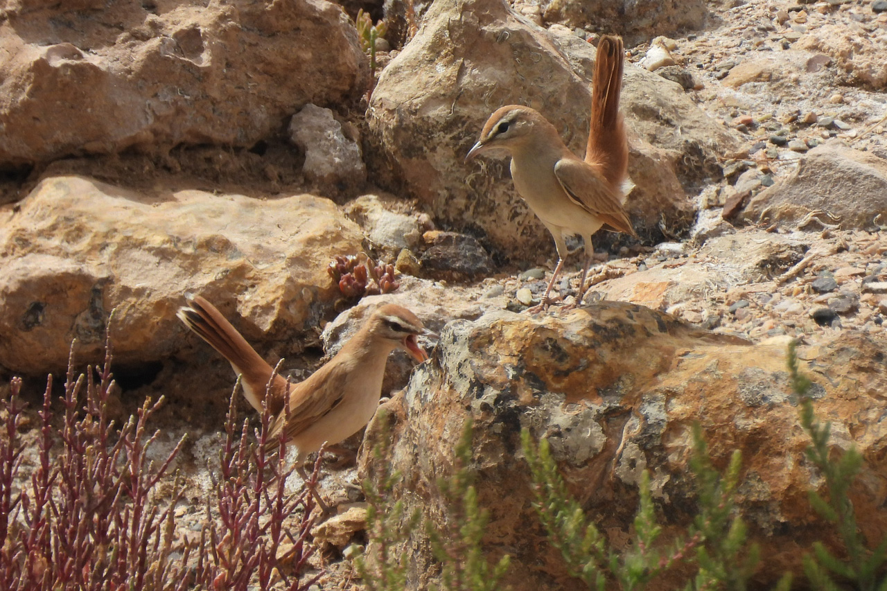 Rufous-tailed Scrub-Robins