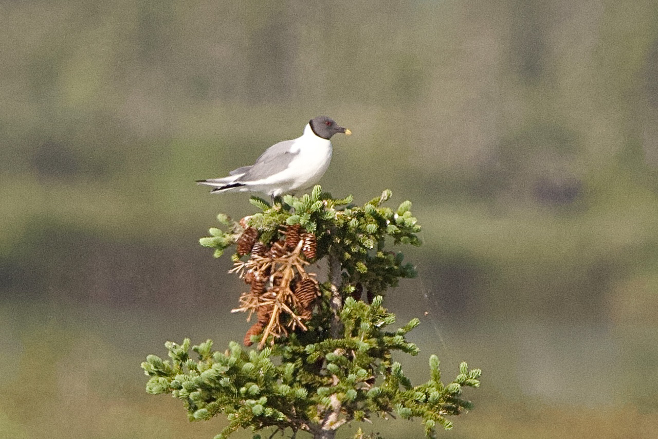 Sabine's Gull