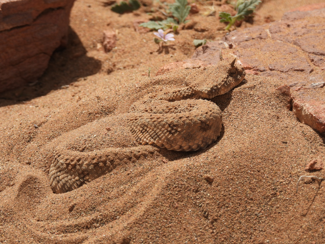 Saharan Horned Viper -