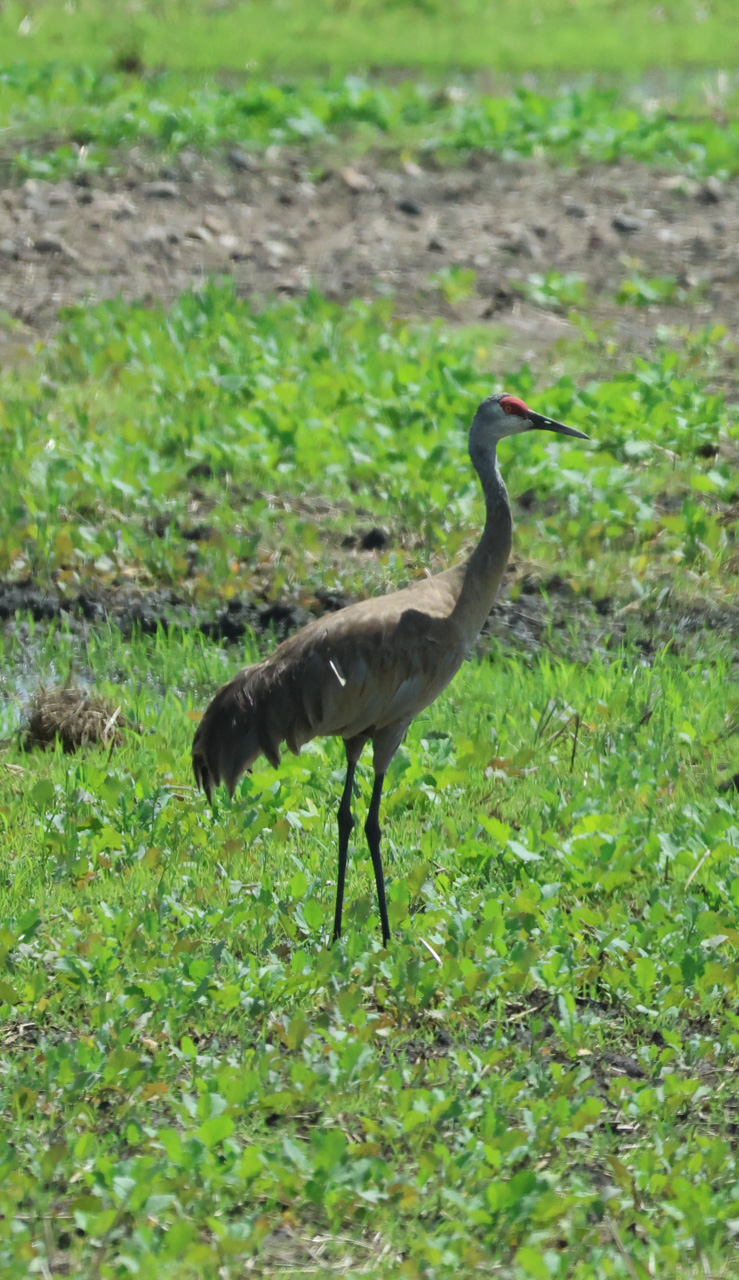 Sandhil Crane
