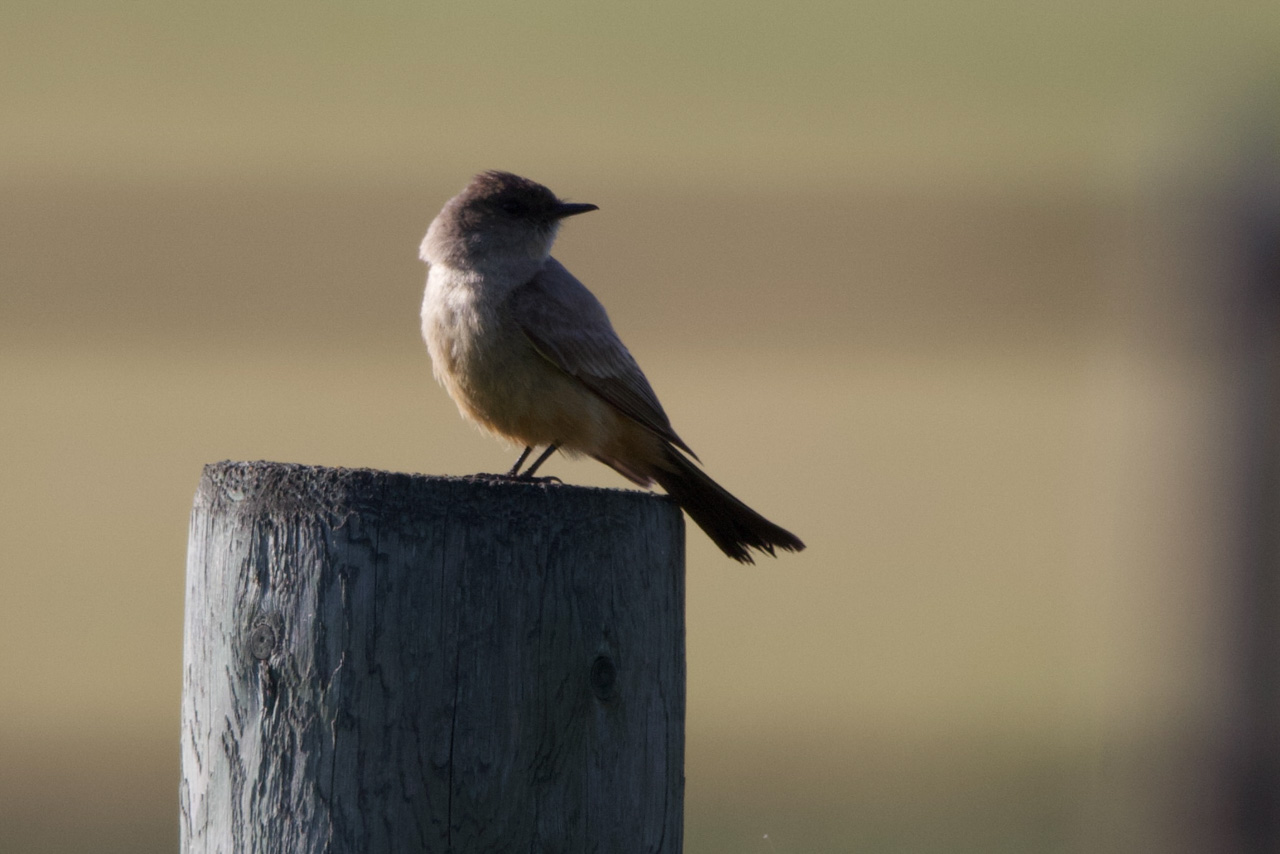 Say's Phoebe