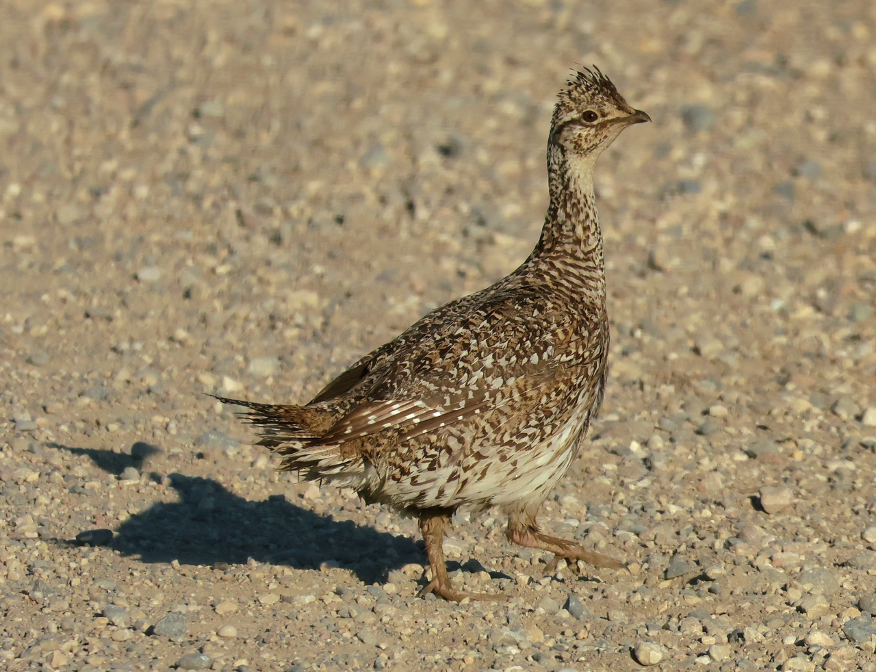 Sharp-tailed Grouse