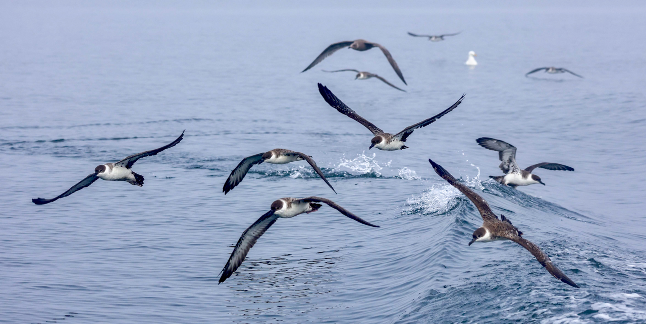 Great Shearwaters