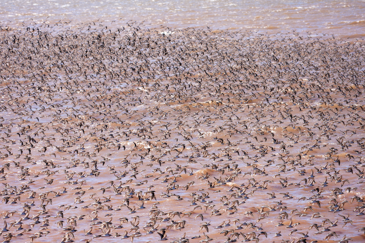 Shorebirds