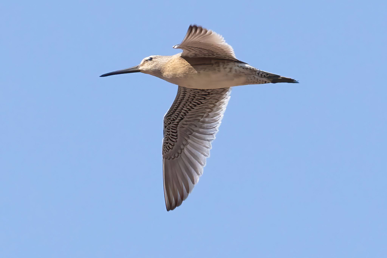 Short-billed Dowitcher