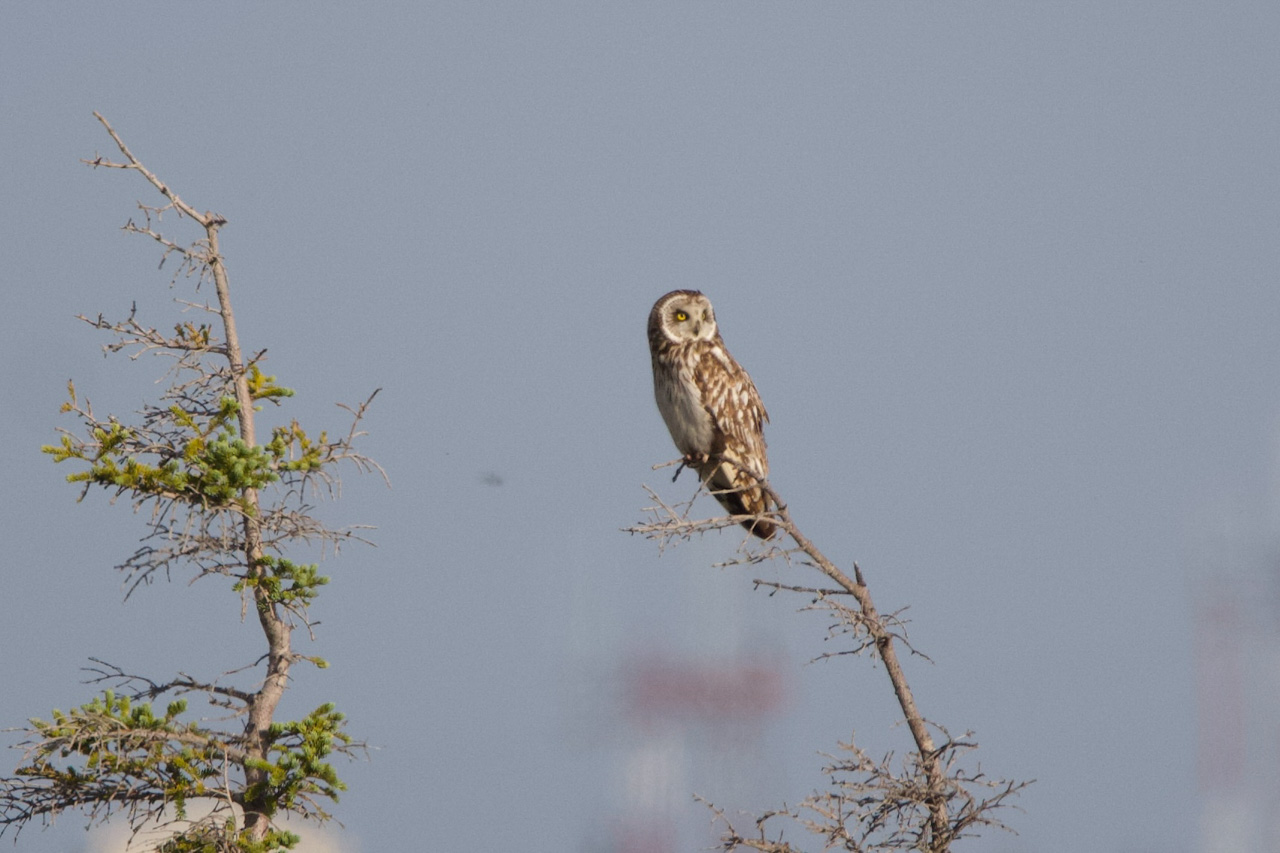 Short-eared Owl