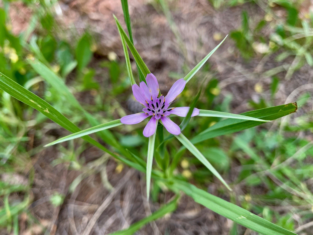Slender Salsify