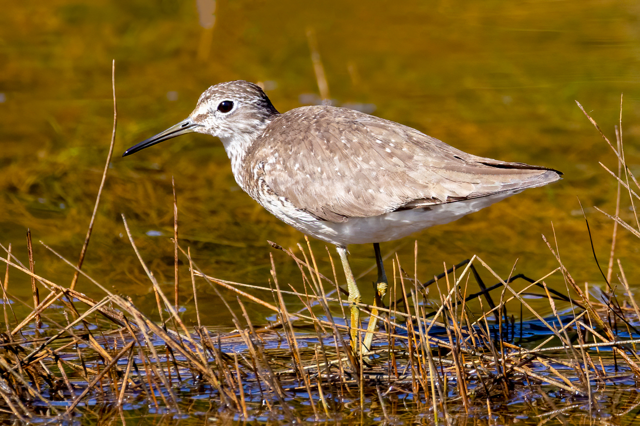 Solitary Sandpiper