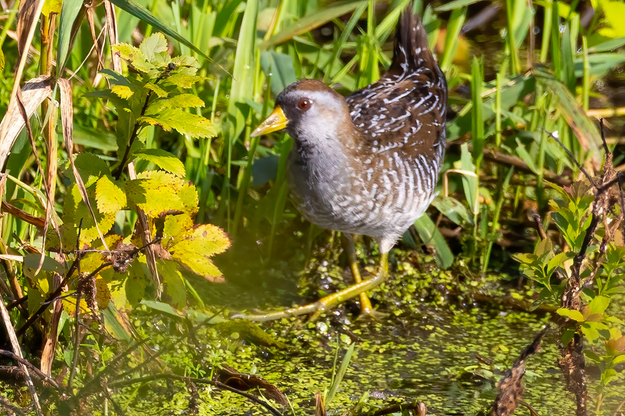 Sora