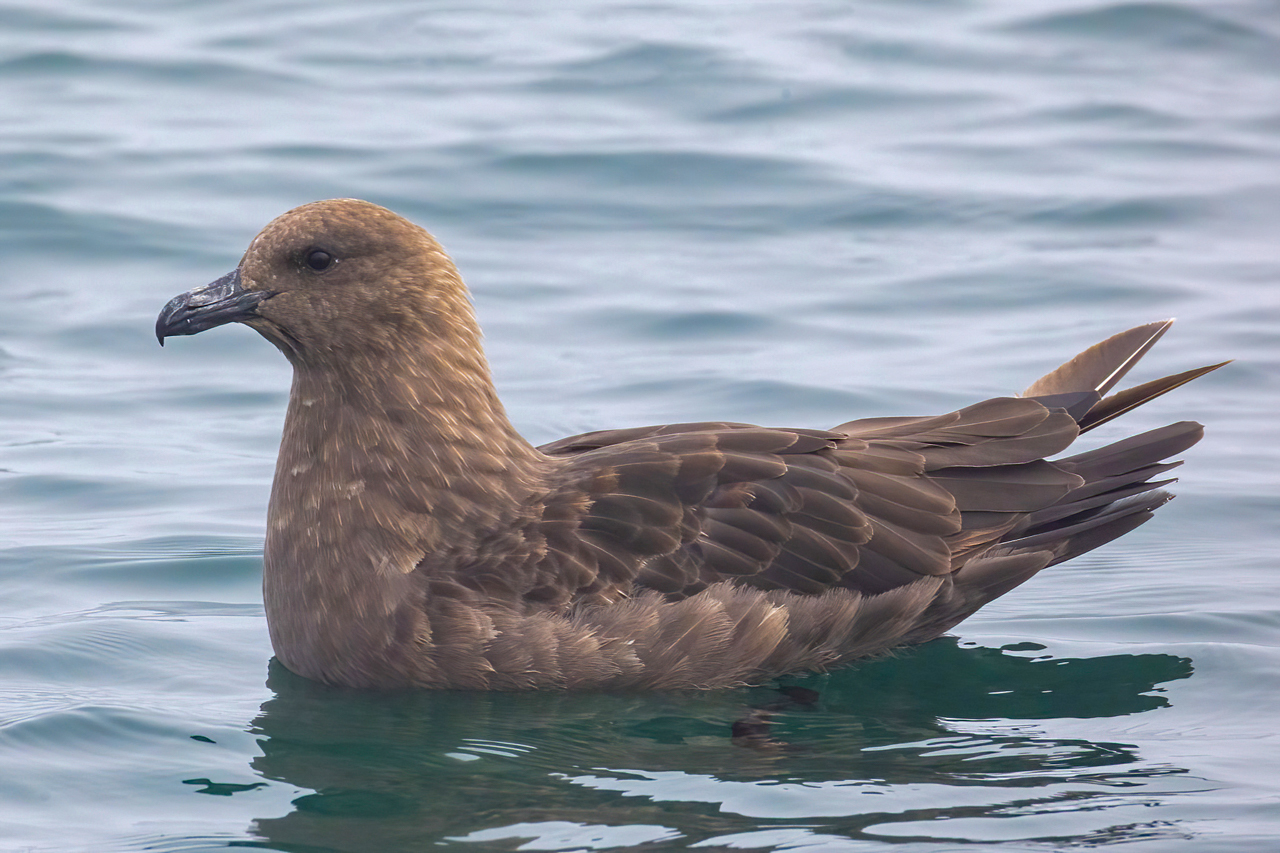 South Polar Skua