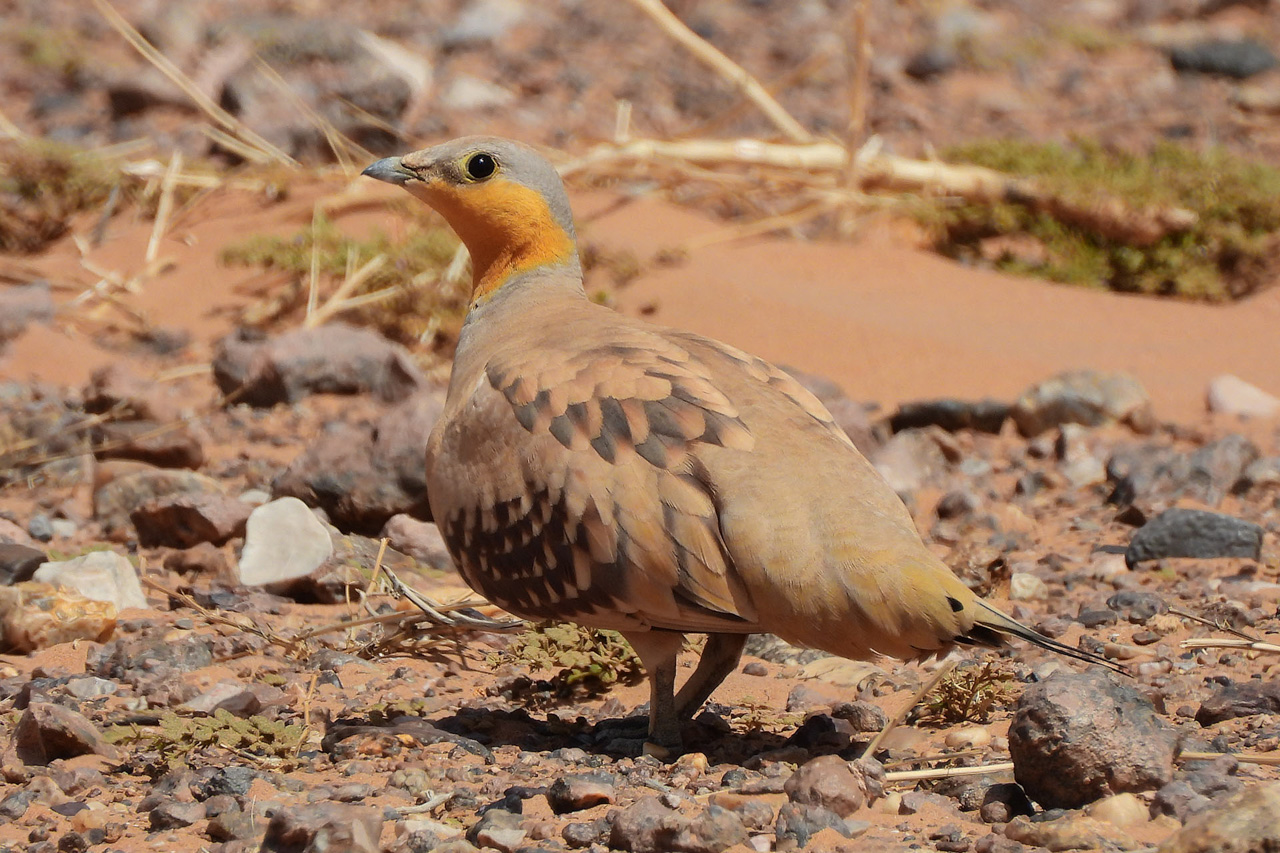 Spotted Sandgrouse