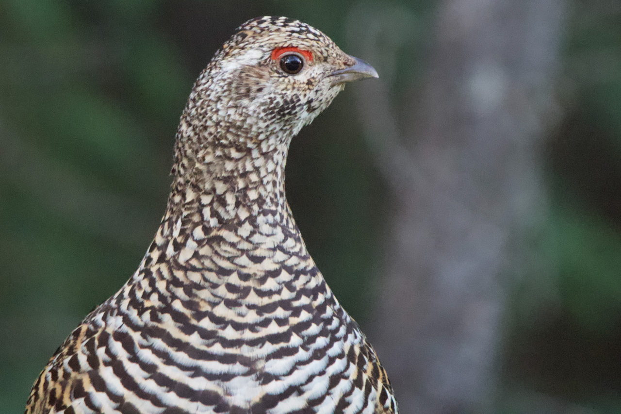 Spruce Grouse