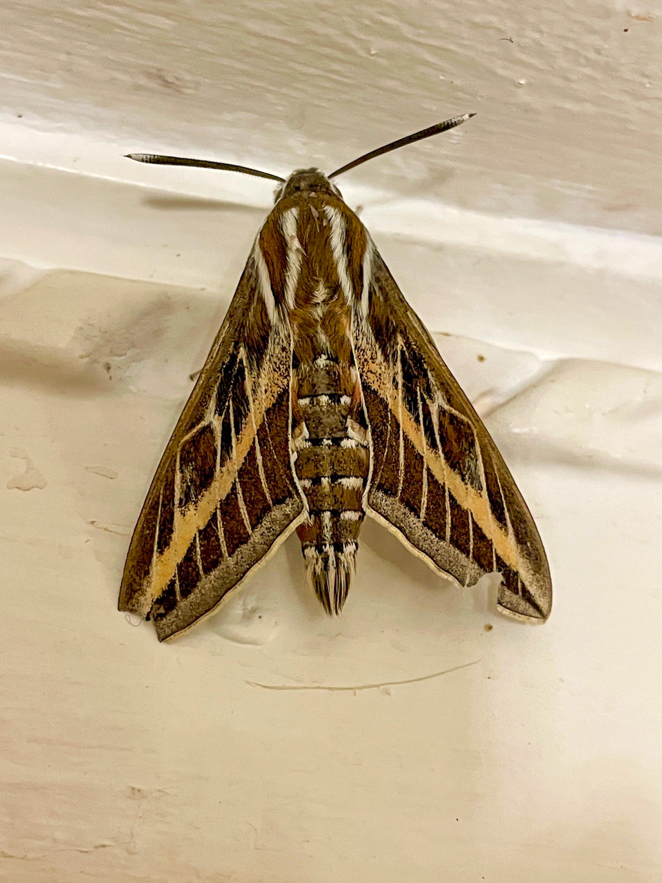 Striped Hawk-moth