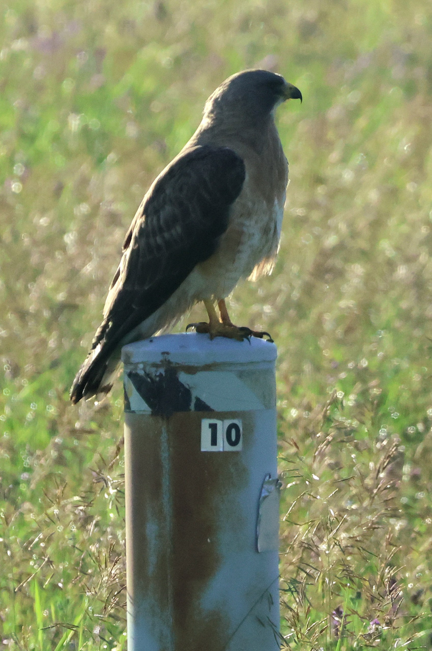 Swainson's Hawk