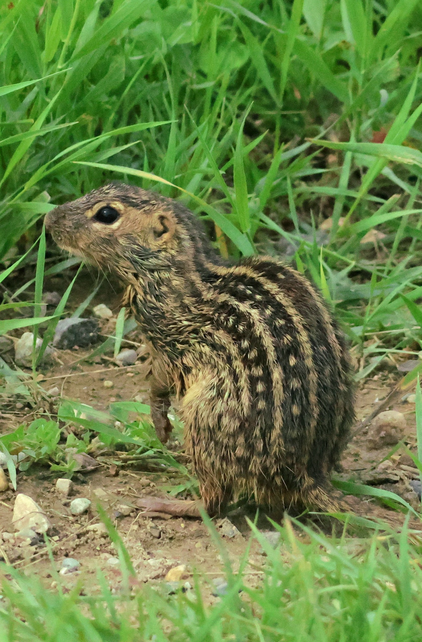 Thirteen-lined Ground Squirrel