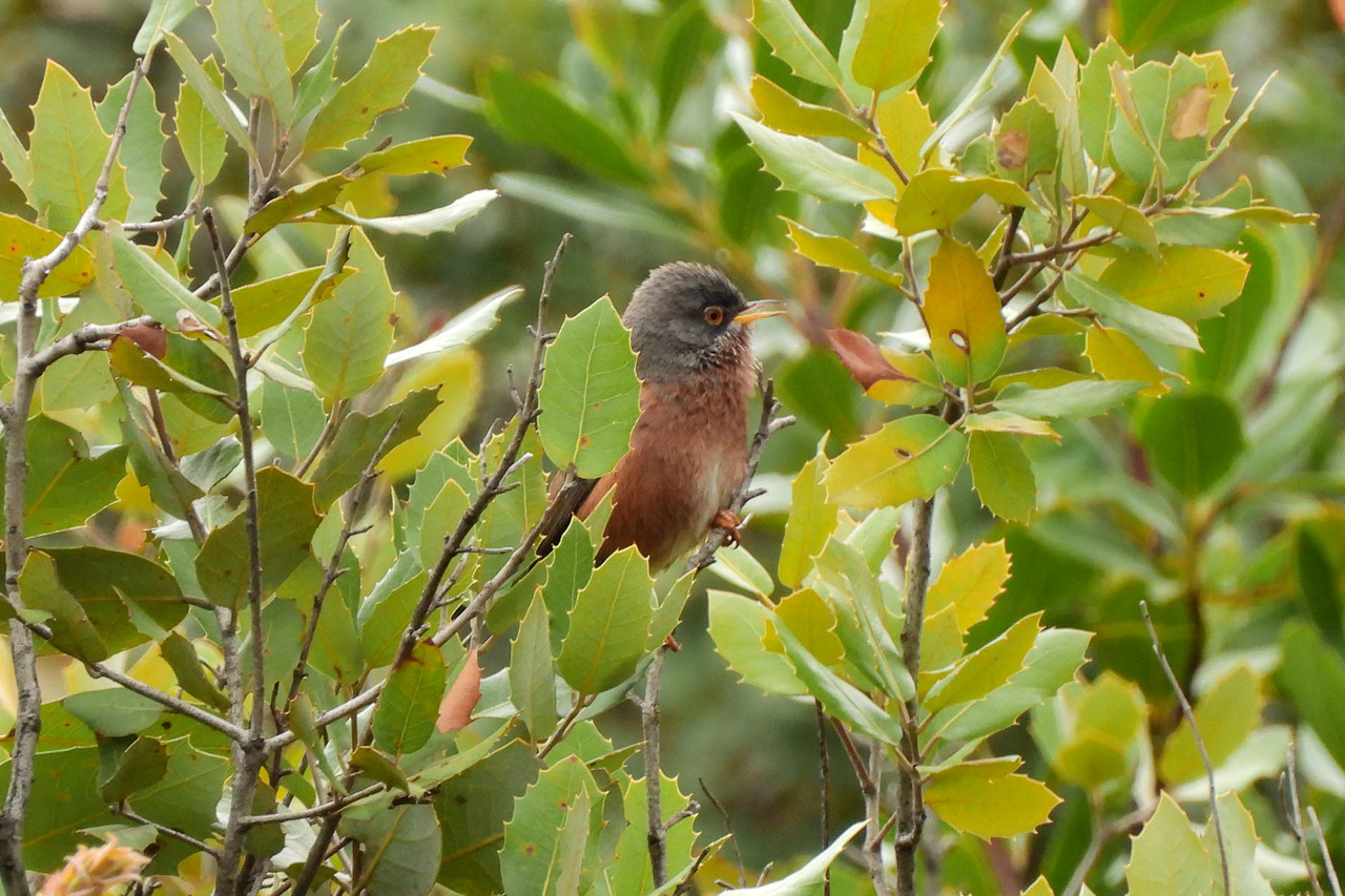 Tristram's Warbler