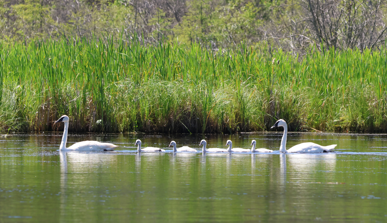 Trumpeter Swans