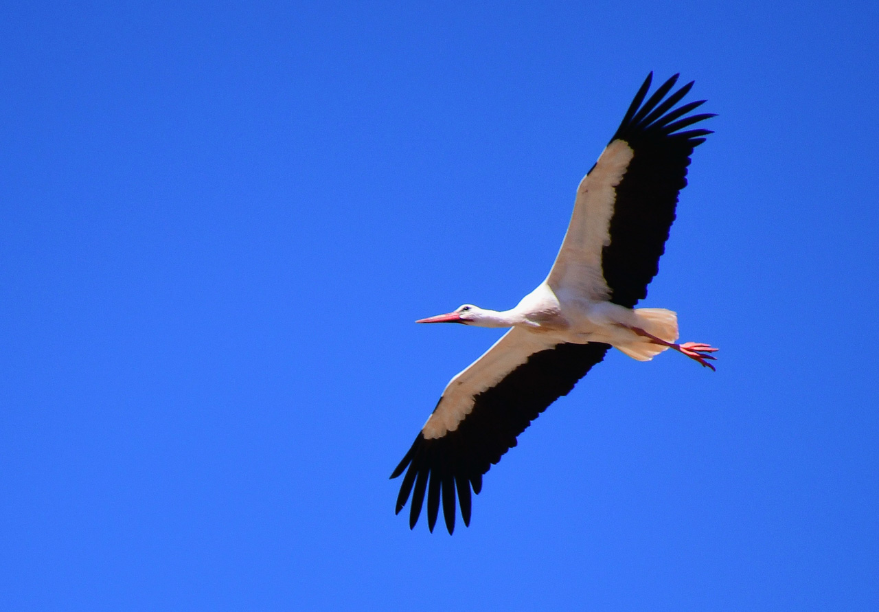 White Stork 