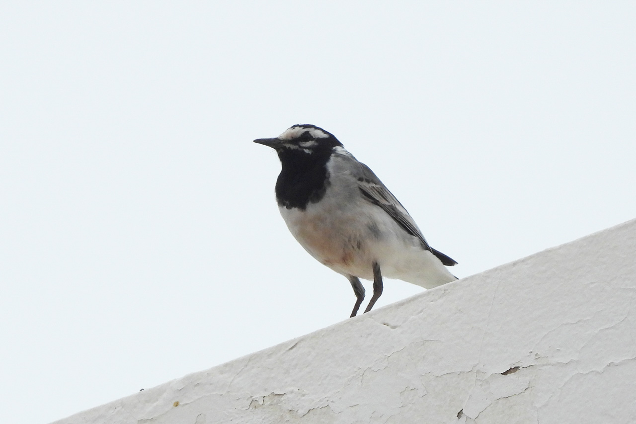 White Wagtail (Moroccan subspecies)