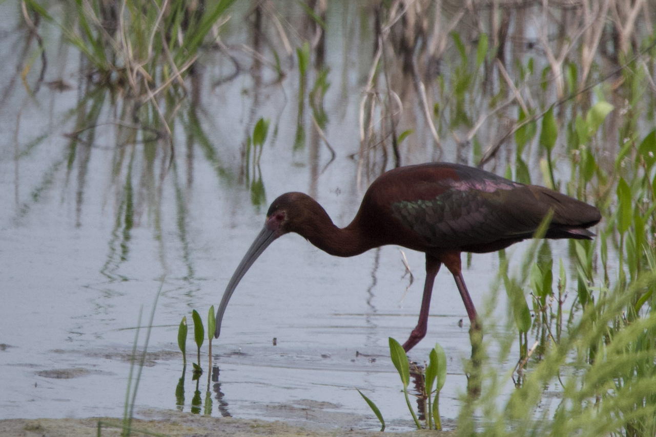White-faced Ibis