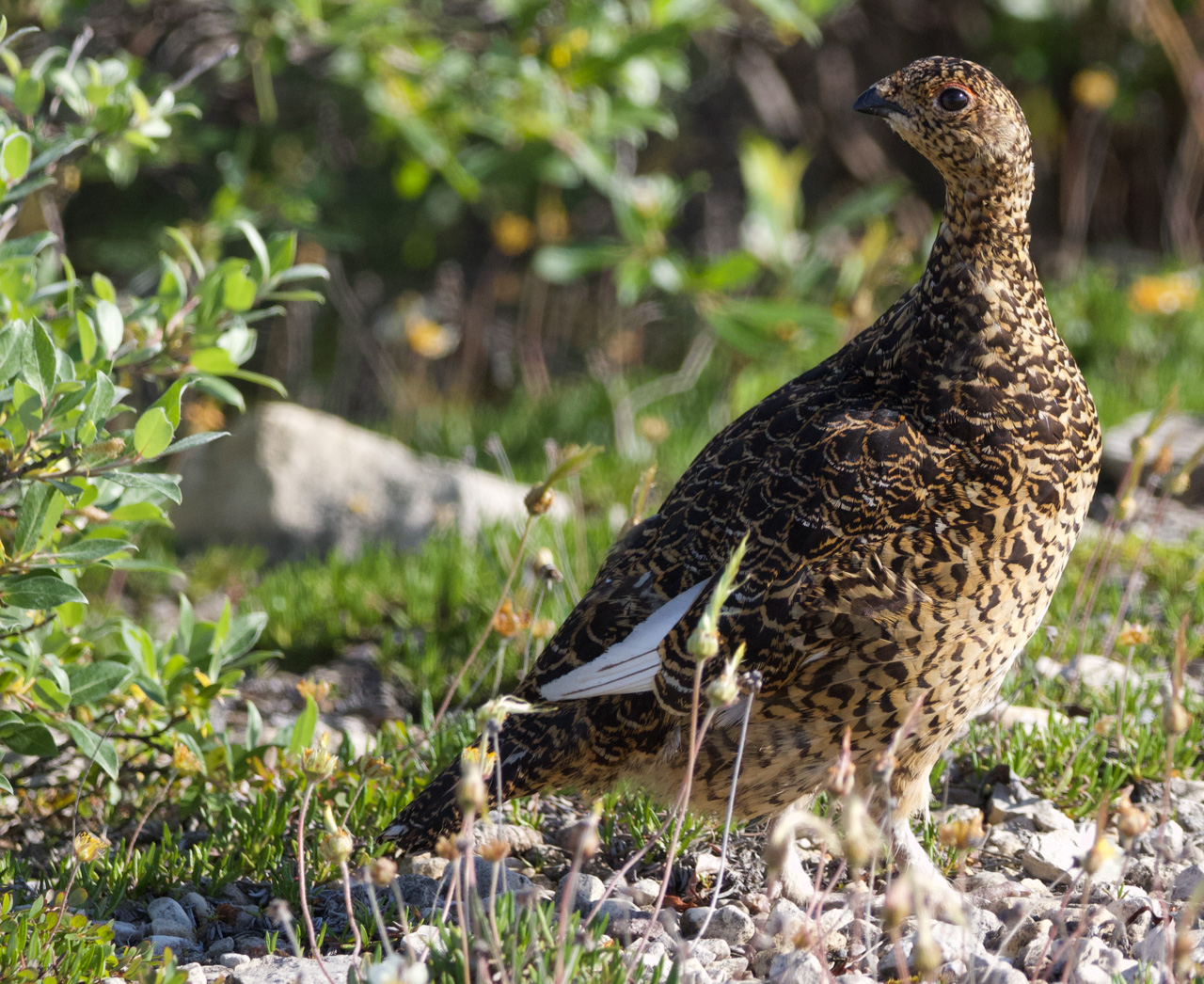 Willow Ptarmigan female