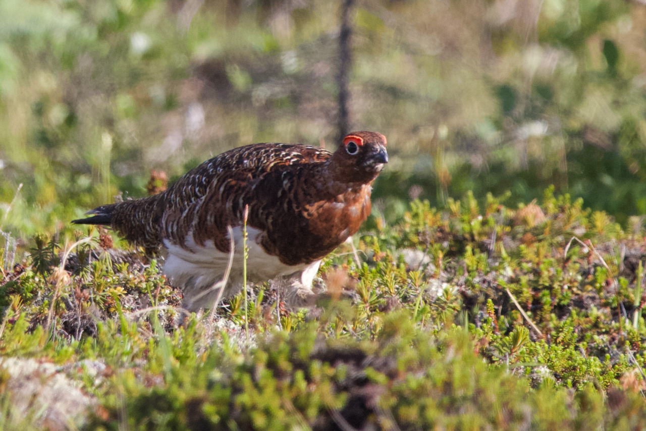 Willow Ptarmigan male