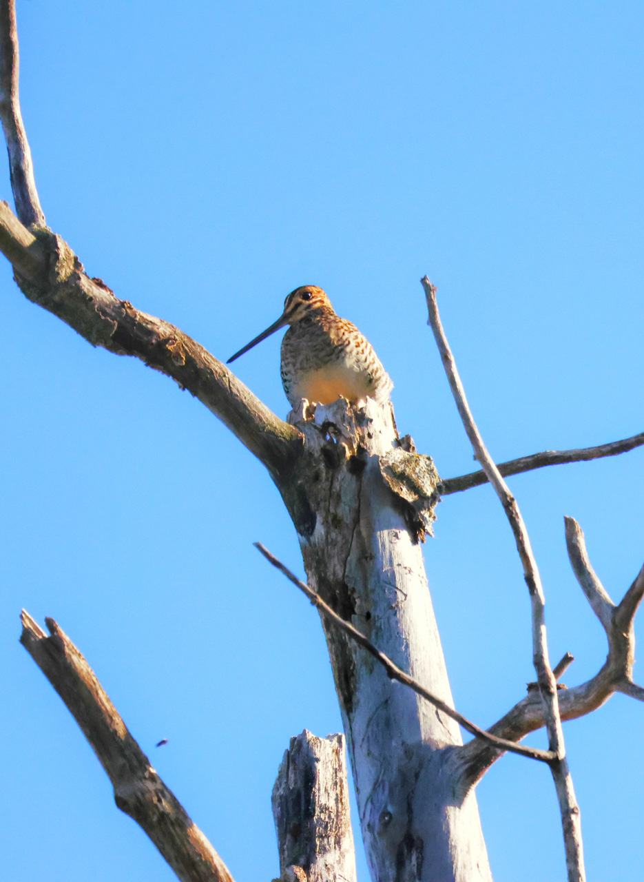 Wilson's Snipe