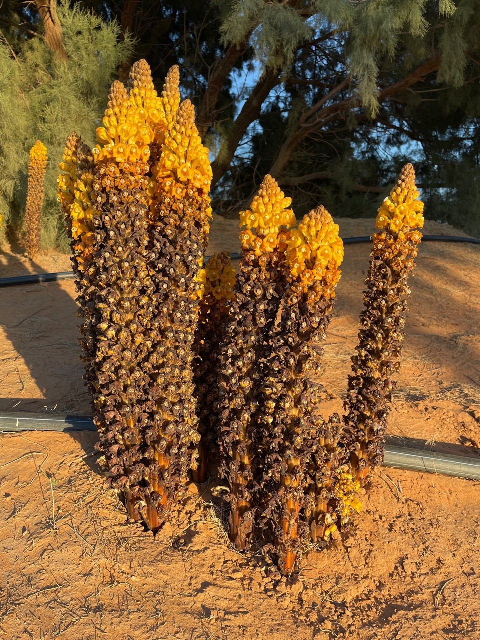 Yellow Cistanche