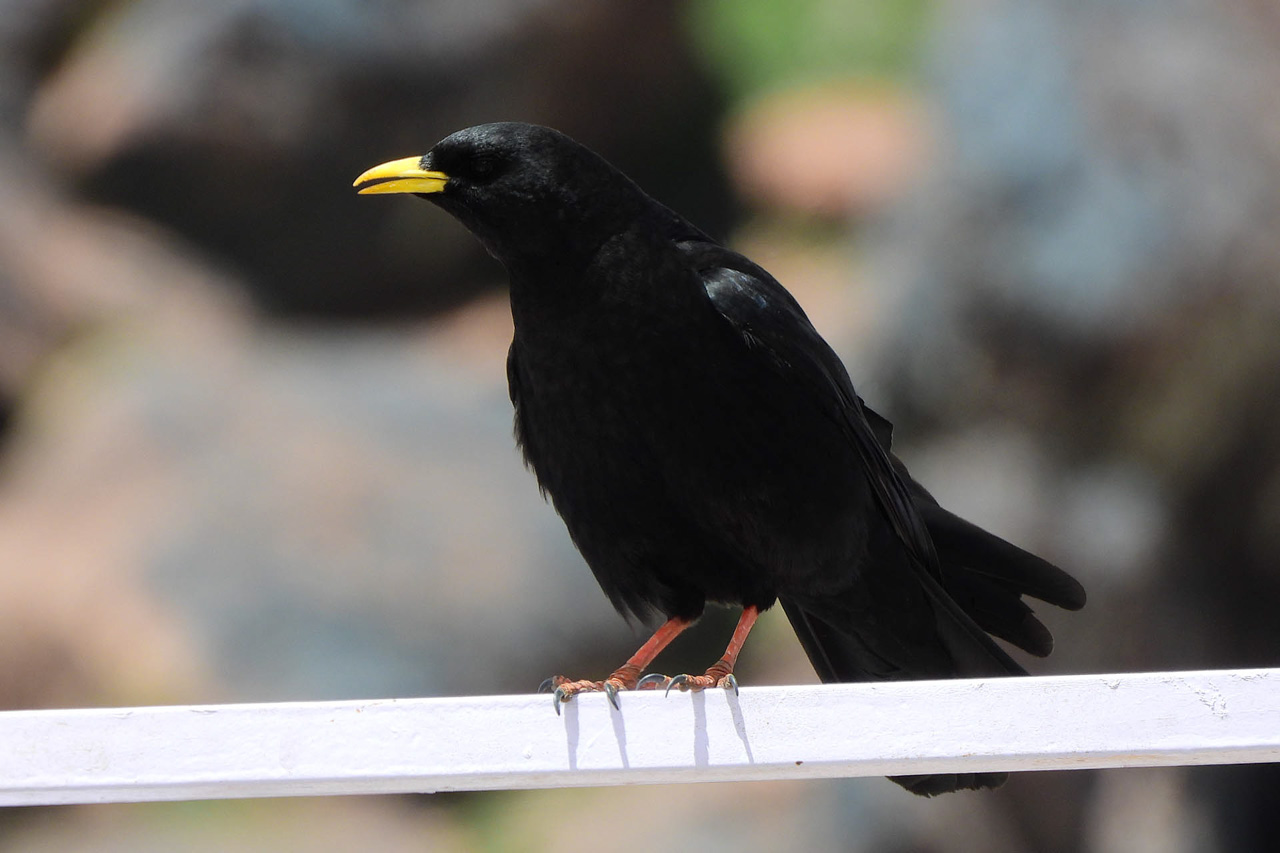 Yellow-billed Chough