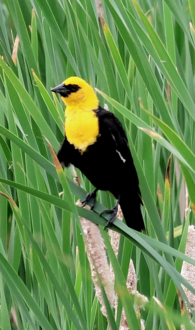 Yellow-headed Blackbird
