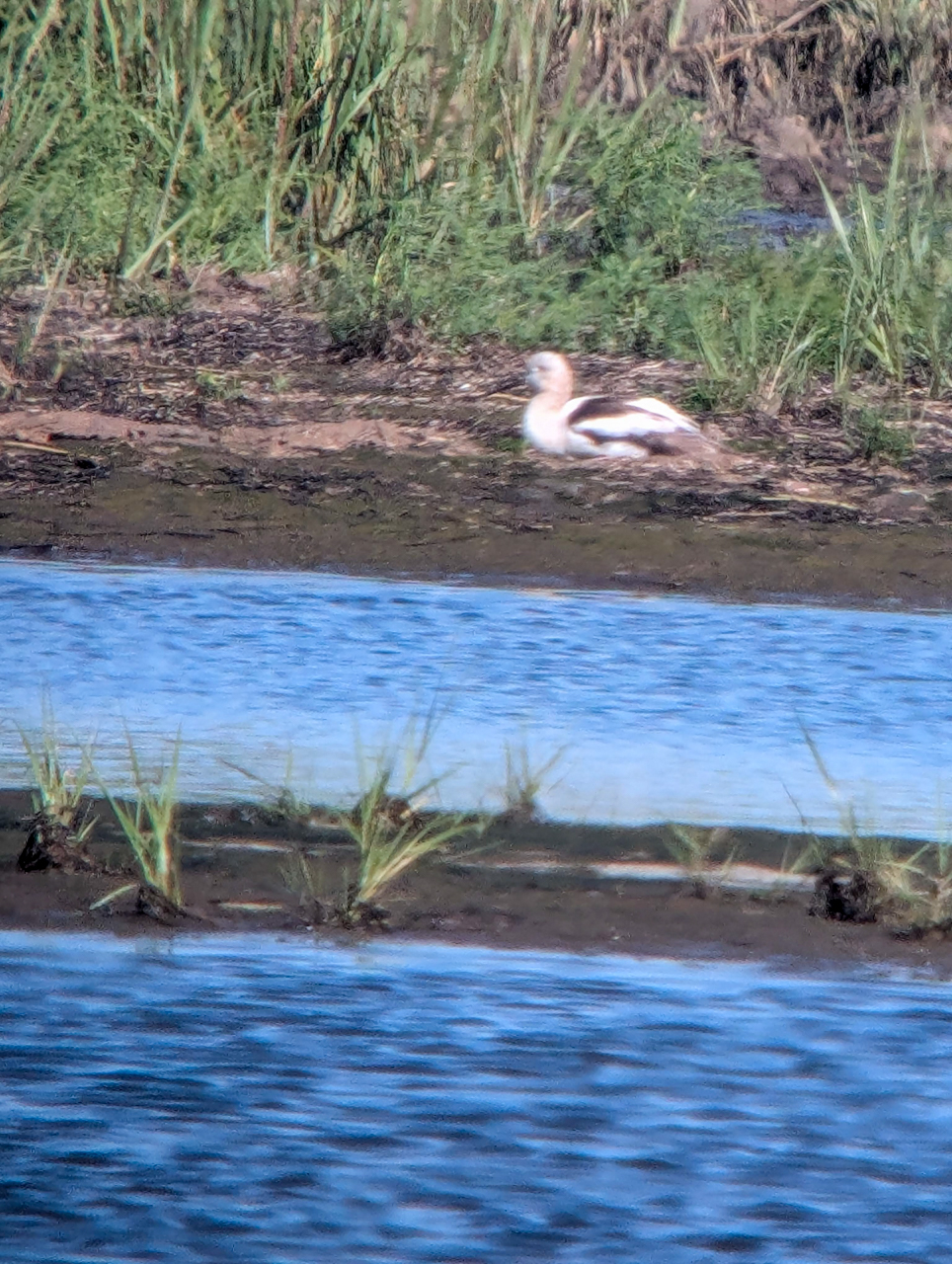 American Avocet in the Scope