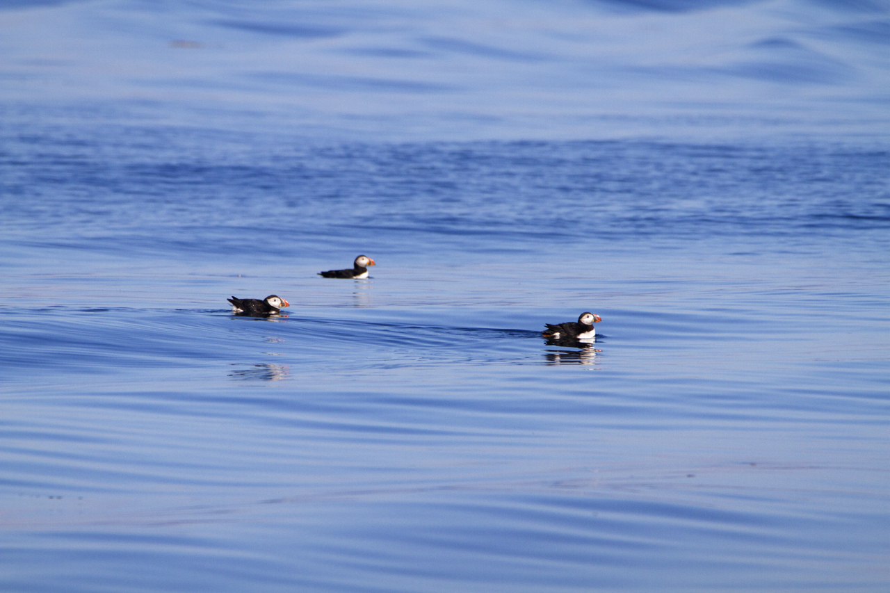 Atlantic Puffins