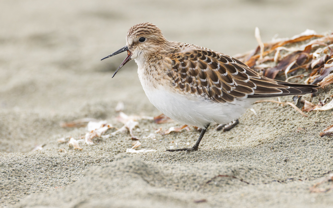 Baird's Sandpiper
