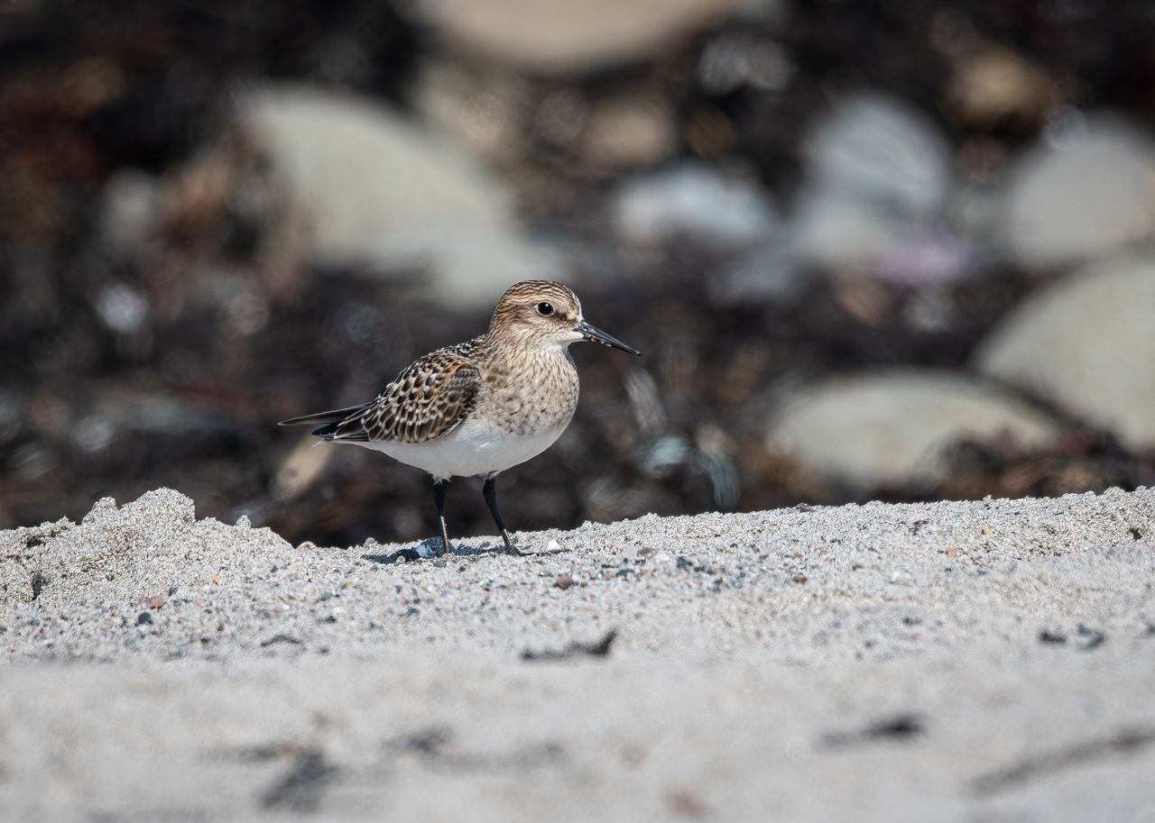 Baird's Sandpiper