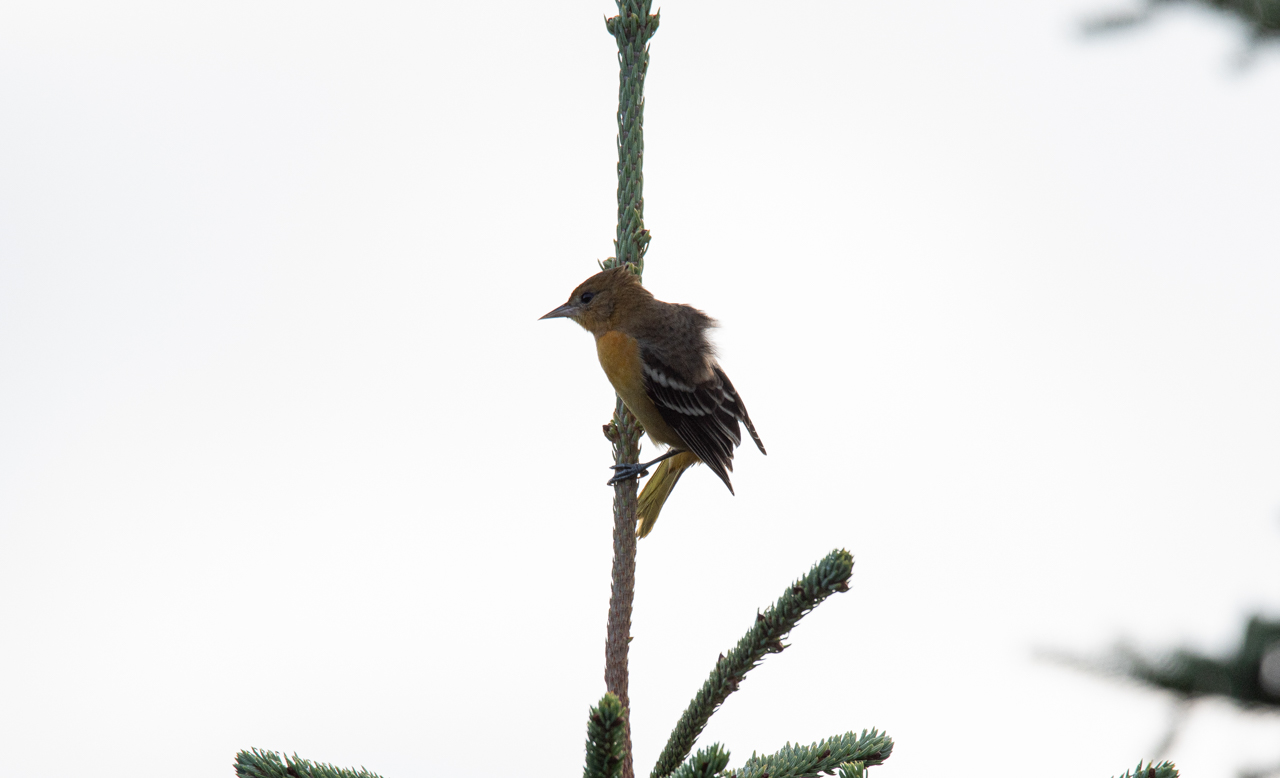 Baltimore Oriole