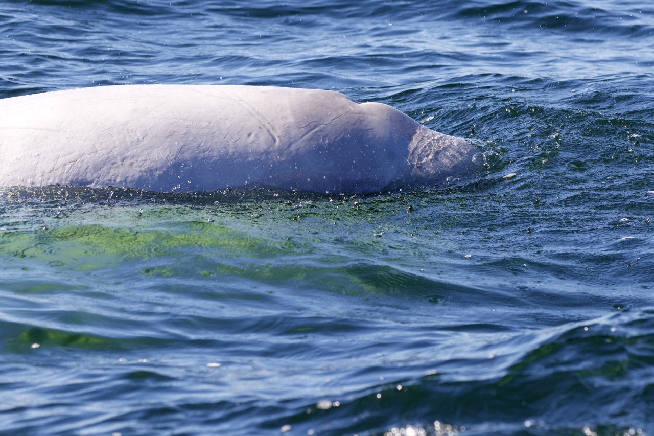 Beluga