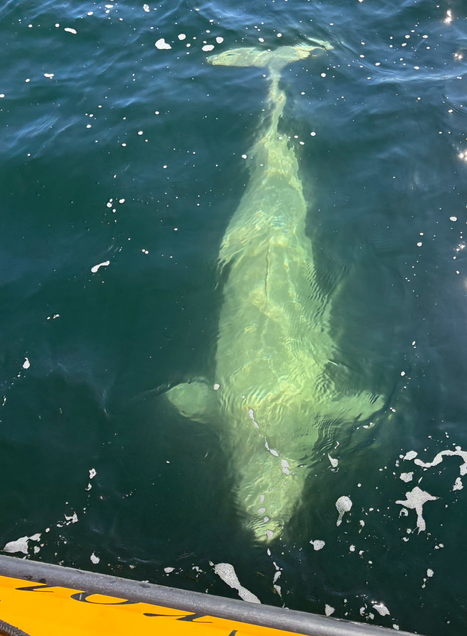 Beluga