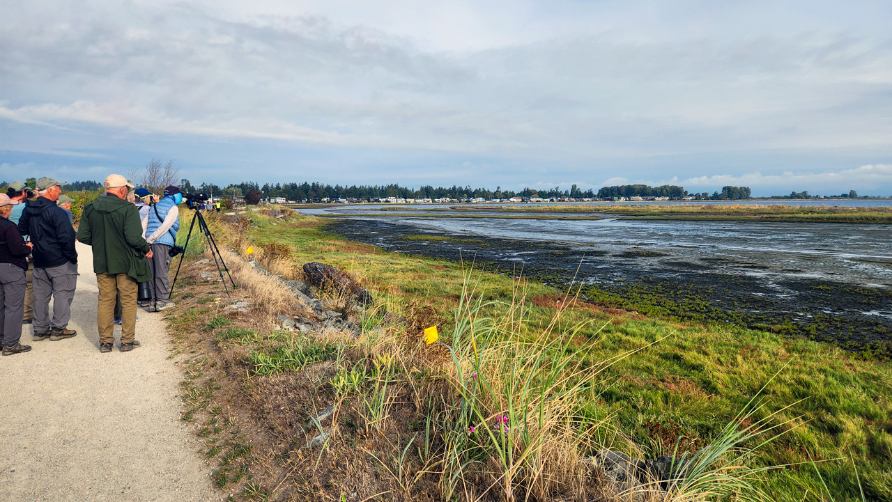 Birding at Boundary Bay