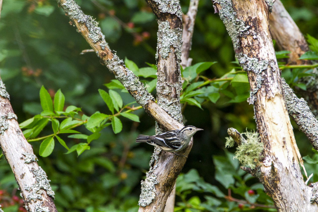 Black-and-white Warbler