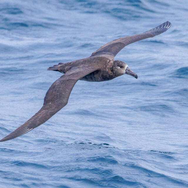 Black-footed Albatross