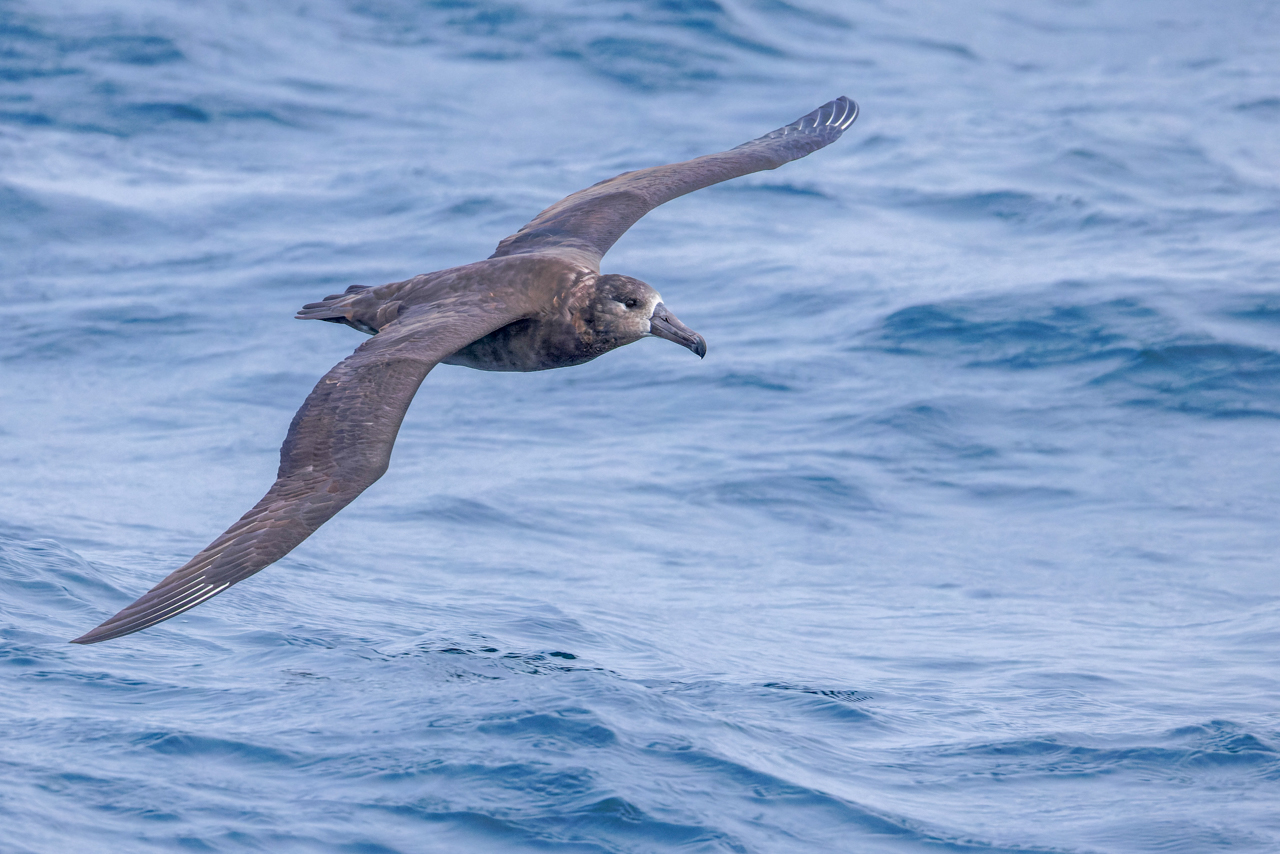 Black-footed Albatross