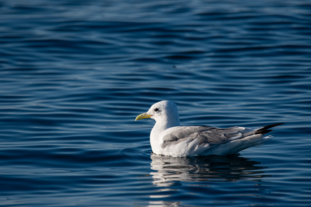 Black-legged Kittiwake