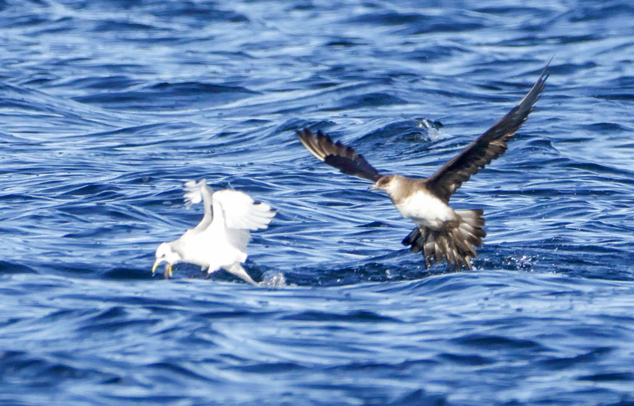 Parasitic Jaeger, forcing a Black-legged Kittiwake to disgorge a fish