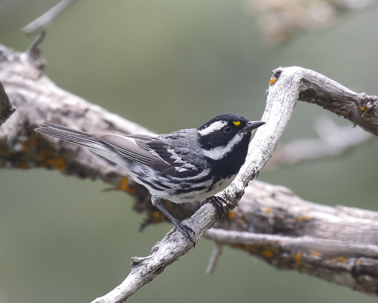 Black-throated Gray Warbler