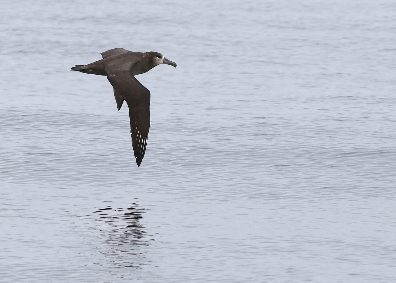 Black-footed Albatross