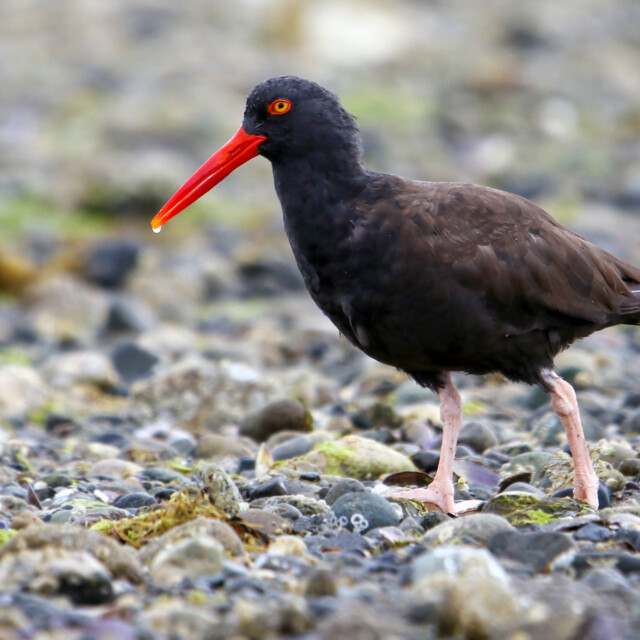 Black Oystercatcher