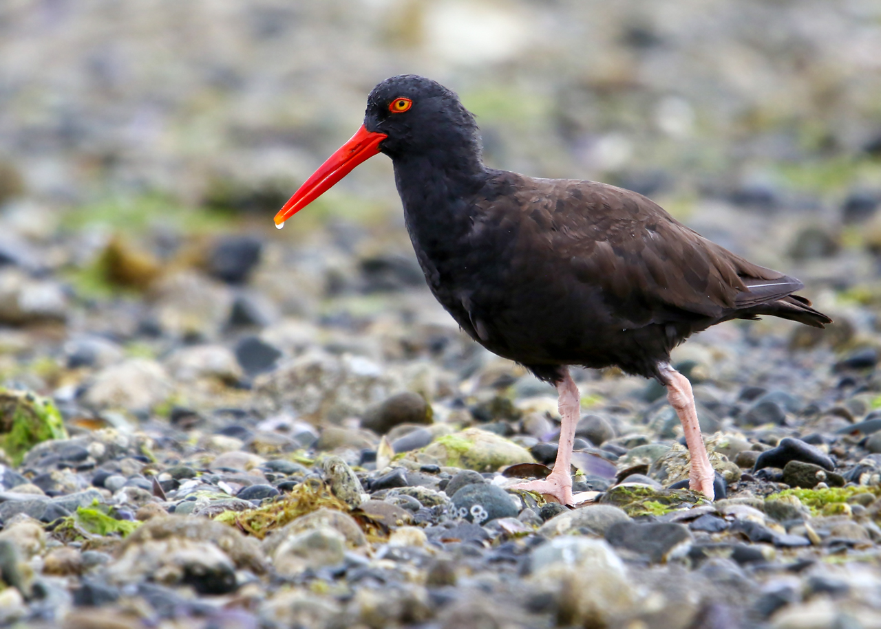 Black Oystercatcher